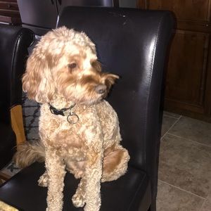 Meet your Posher, Macey